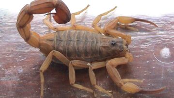 Remédios caseiros para espantar escorpiões