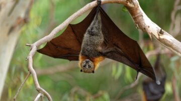 Remédios caseiros para morcegos