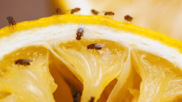 Remédios caseiros para moscas-das-frutas