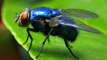 Remédios caseiros para moscas
