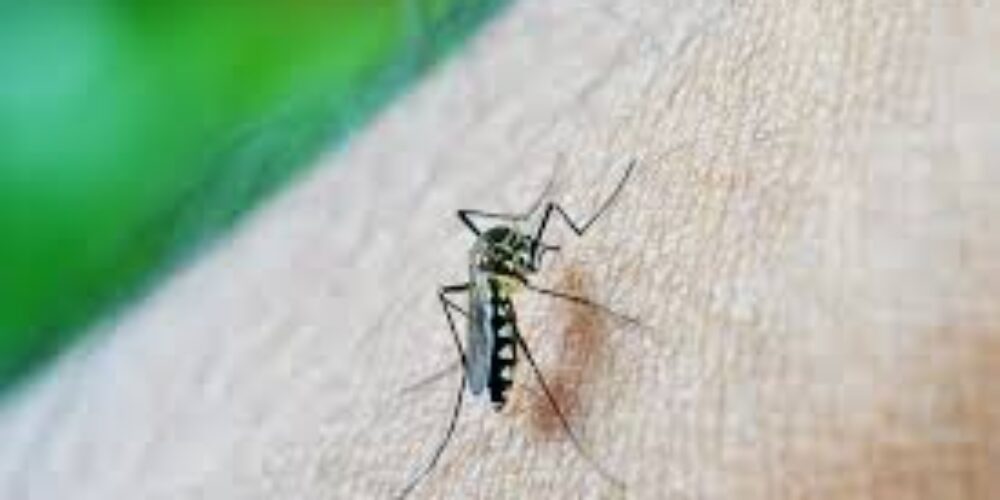 Tem algum mosquito parecido com o mosquito da dengue