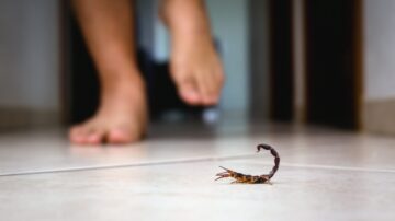 Tem dedetização para escorpiões