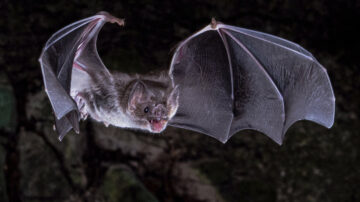 Tem morcego vampiro no Brasil