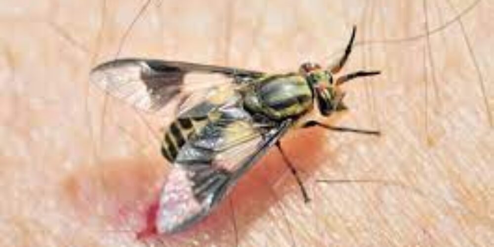Tem mosca que morde