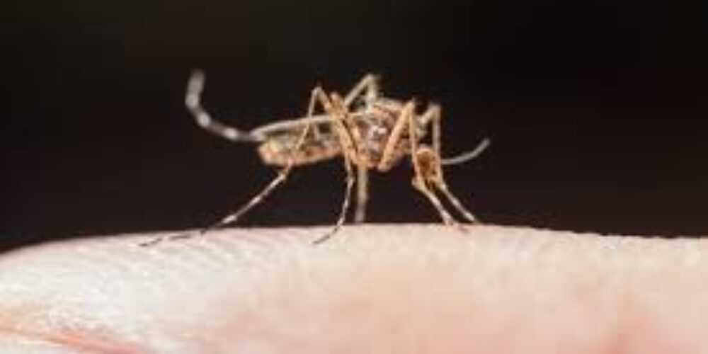 Tem mosquito da dengue a noite