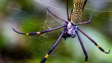 Todas as Aranhas São Venenosas