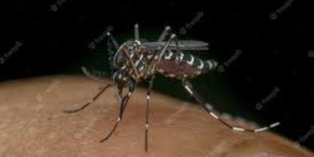 Todo Mosquito Preto E Branco E Da Dengue Explica O Detalhada Mundo Das Pragas
