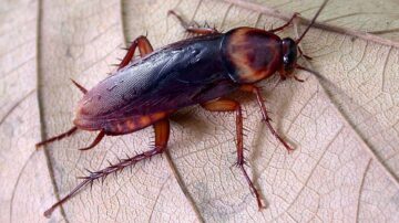 como eliminar baratas com vinagre e bicarbonato